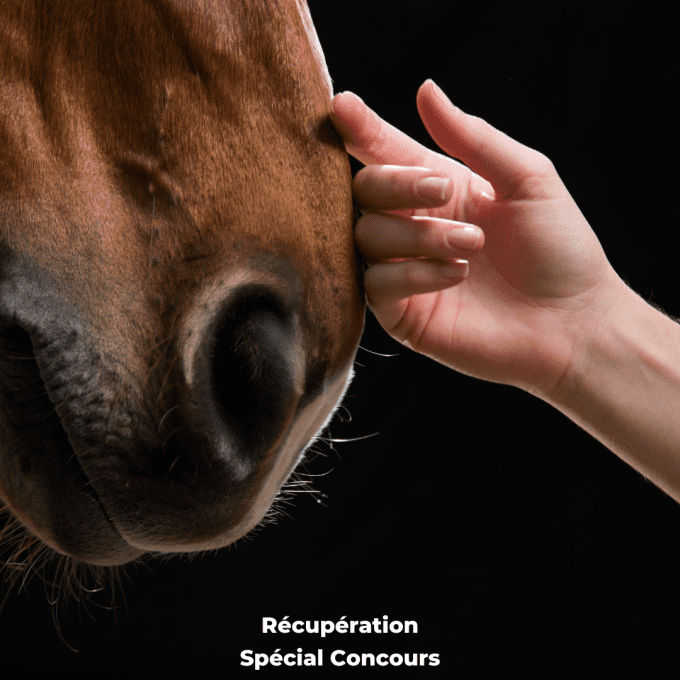 récupération cheval concours